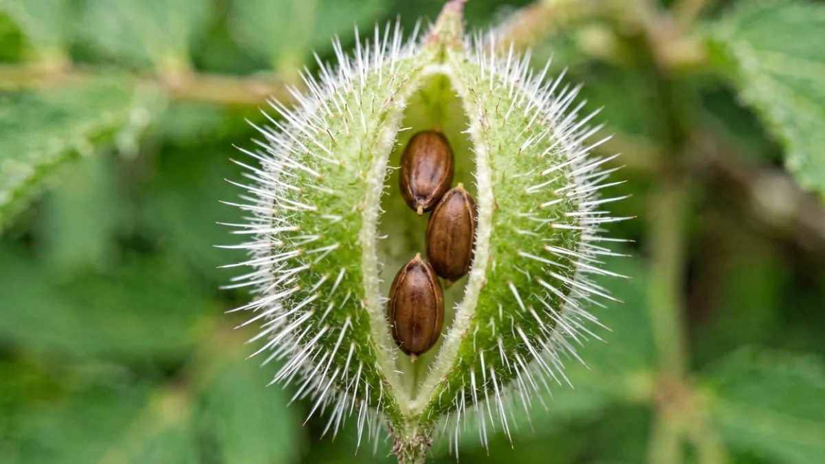 含羞草果荚成熟后裂开，露出数粒棕色扁圆种子，荚面覆盖白色短刺毛的微距特写