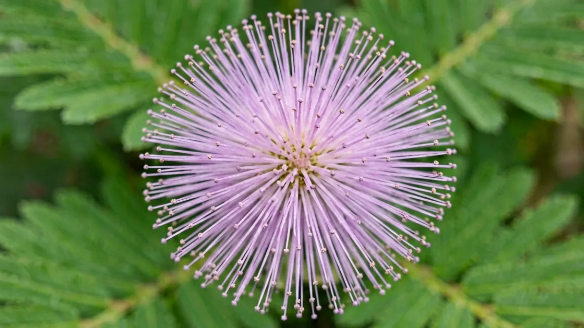 含羞草粉紫色绒球状小花近景，花朵娇嫩圆润，背景虚化为绿色叶片