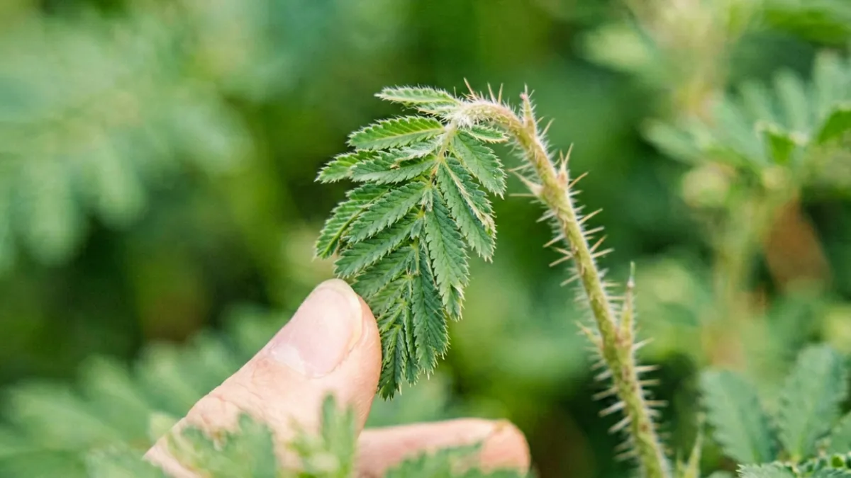 含羞草被手指轻触后叶片迅速闭合的瞬间特写，可见茎干上细小的刺