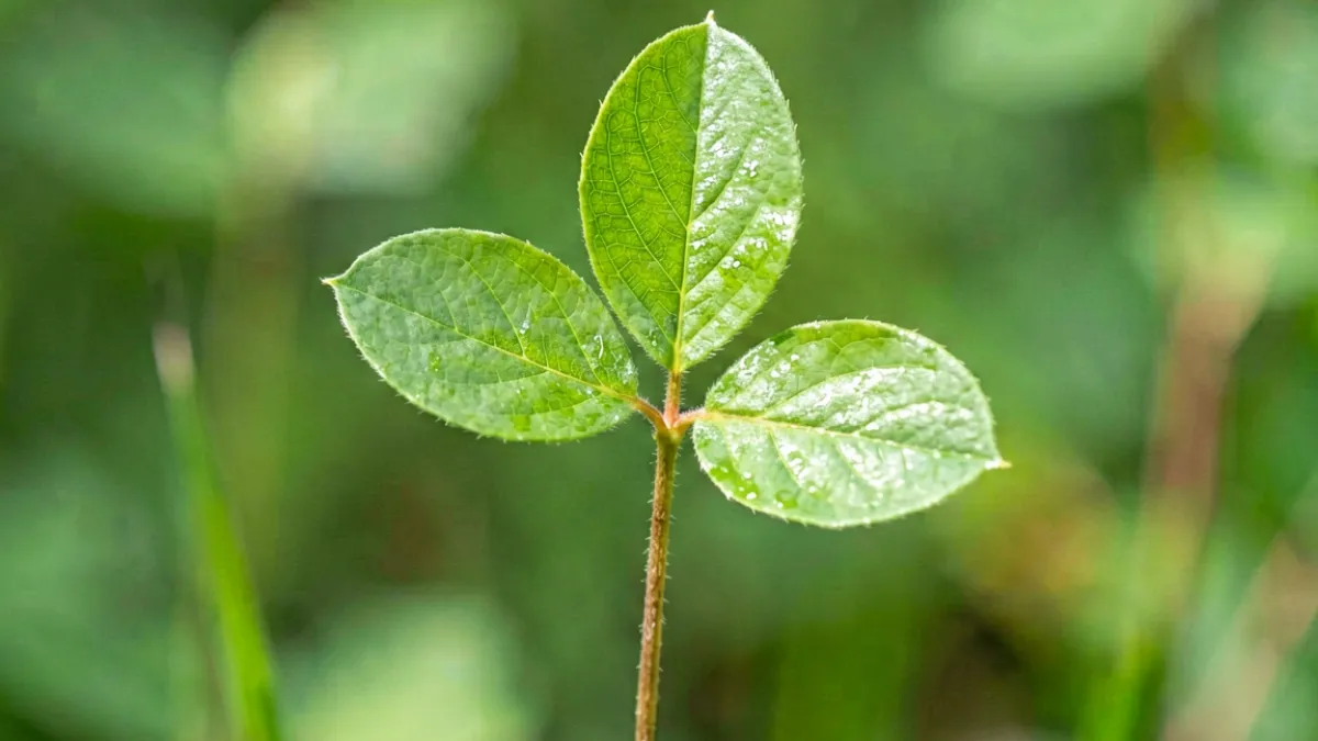 跳舞草侧小叶在自然光下自主上下律动的状态，叶片宽度与含羞草小叶形成鲜明对比